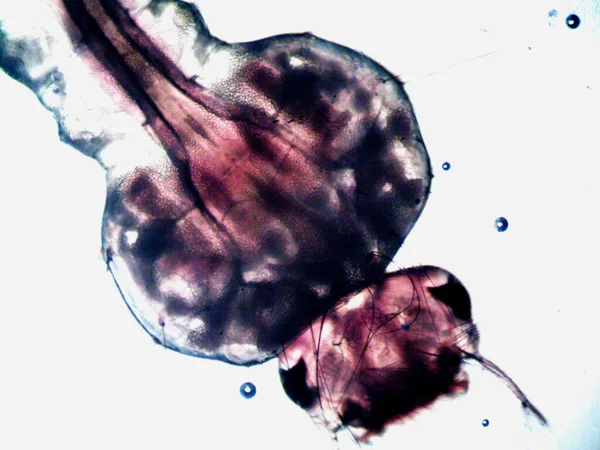 Microscopia Foto Oranismo Encontrado Por Mim — Fotografia de Stock