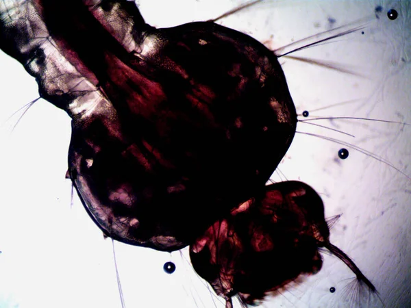 Microscopie Foto Van Oranisme Gevonden Door Mij — Stockfoto