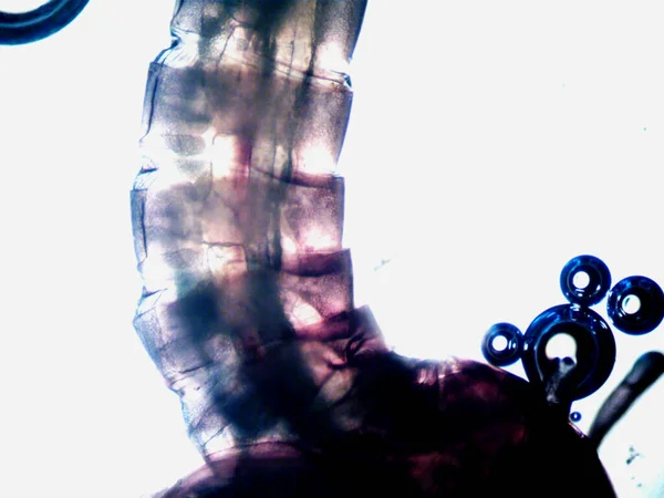Microscopia Foto Oranismo Trovato — Foto Stock