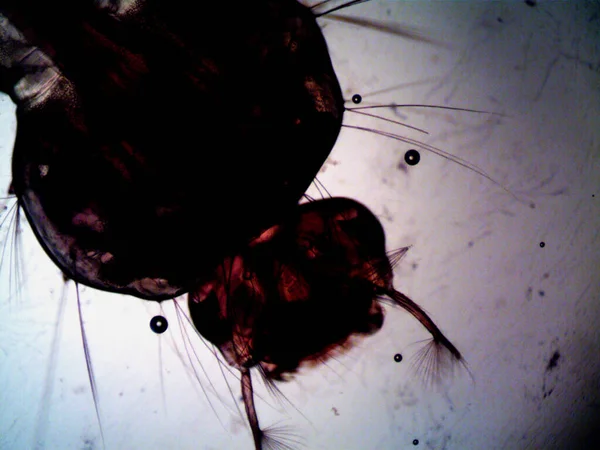 Mikroskopi, benim tarafımdan bulunan orantısızlığın fotoğrafı.