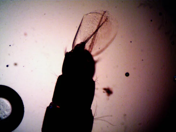 Mikroskopi, benim tarafımdan bulunan orantısızlığın fotoğrafı.