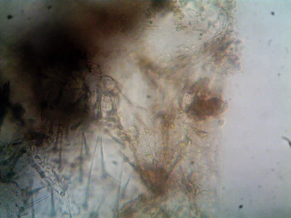 Мікроскопія Фотографія Атеїзму Знайденого Мною — стокове фото