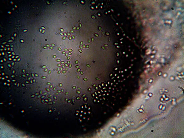 Микроорганизм Живет Грязной Воде Моей Раковиной — стоковое фото