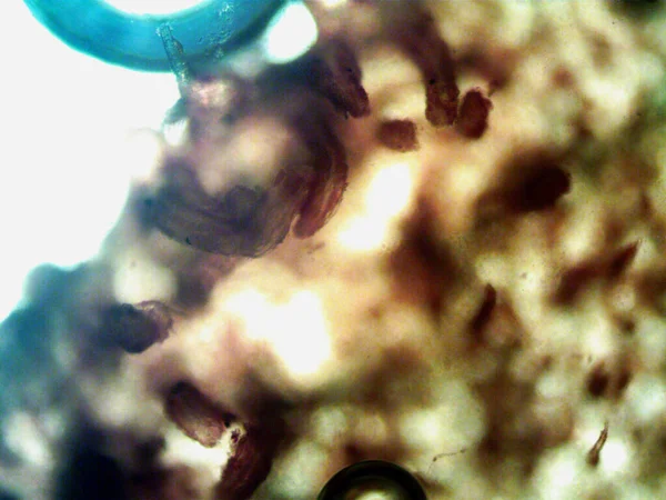 Мікроскоп Брудна Вода Організм Який Знайшов — стокове фото