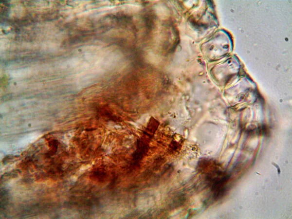 Фотографии Бактерий Грязной Воды Раковиной — стоковое фото