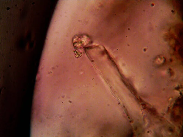 シンクの下の汚れた水からの細菌の写真 — ストック写真