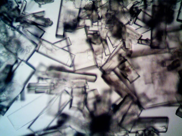 Différents Stades Cristalisation Observés Microscope — Photo