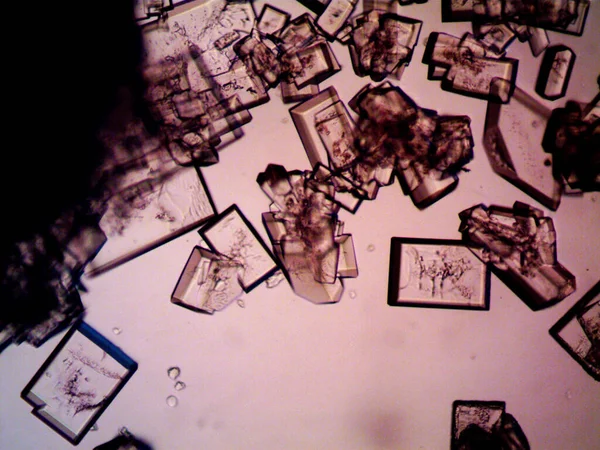 Diferentes Etapas Cristalización Observadas Microscopio —  Fotos de Stock