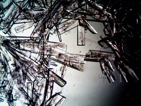 Différents Stades Cristalisation Observés Microscope — Photo