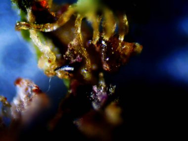 Mor limon mikroskobu x10