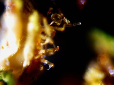 Mor limon mikroskobu x10