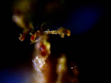 Mor limon mikroskobu x10