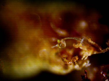 Mor limon mikroskobu x10