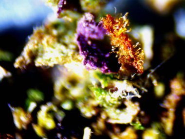 Mor limon mikroskobu x10