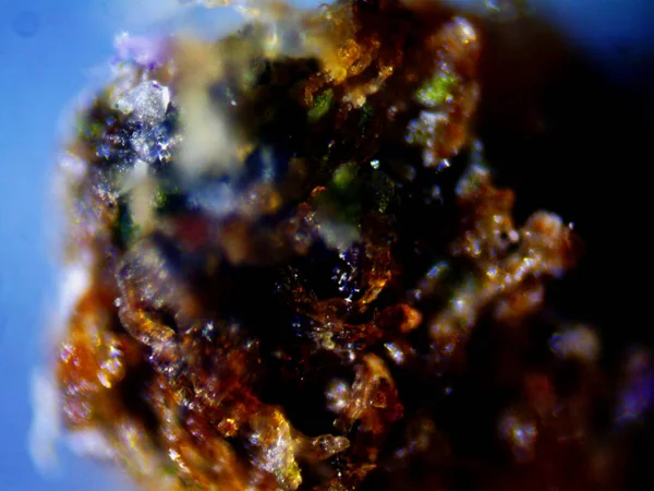 Purple Lemon Microscope X10 — Stock Photo, Image
