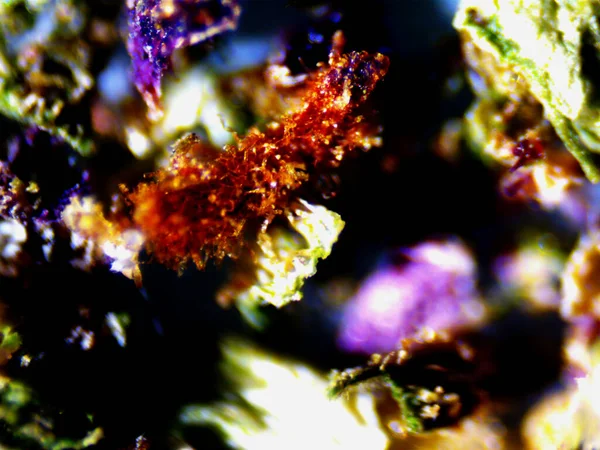 Фиолетовый Лимонный Микроскоп X10 — стоковое фото