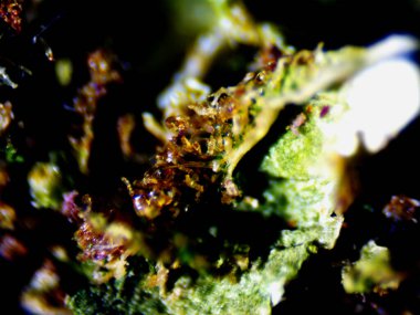 Mor limon mikroskobu x10