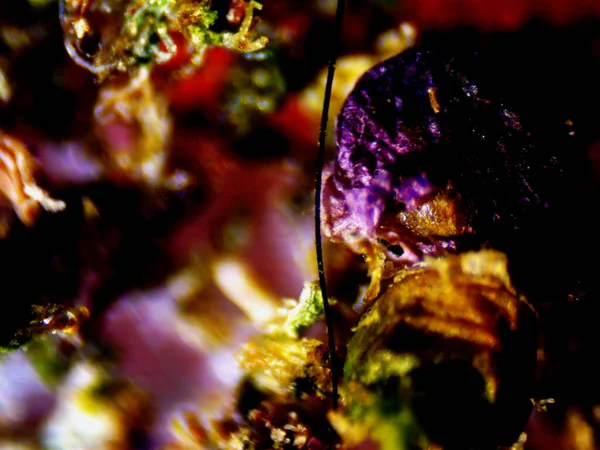 Af紫色柠檬显微镜X10 — 图库照片
