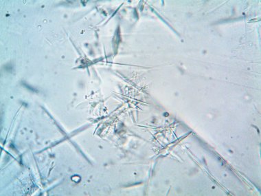 Birkaç reaksiyondan sonra kafein kristalinin fotoğrafı