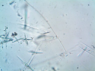 Birkaç reaksiyondan sonra kafein kristalinin fotoğrafı