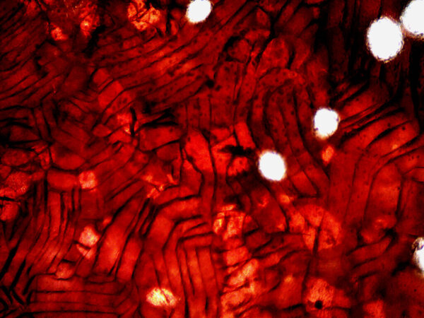 Photo of crystal of caffeine after few reactions
