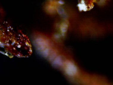 Mor limon mikroskobu x10