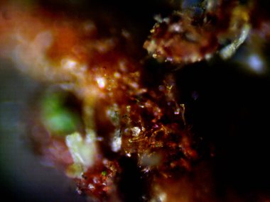 Mor limon mikroskobu x10