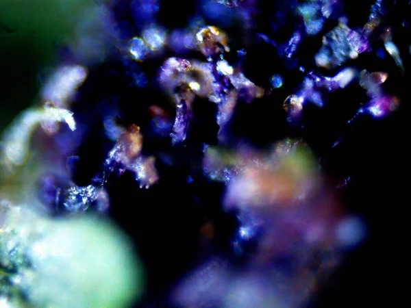 Μωβ Μικροσκόπιο Λεμονιού X10 — Φωτογραφία Αρχείου