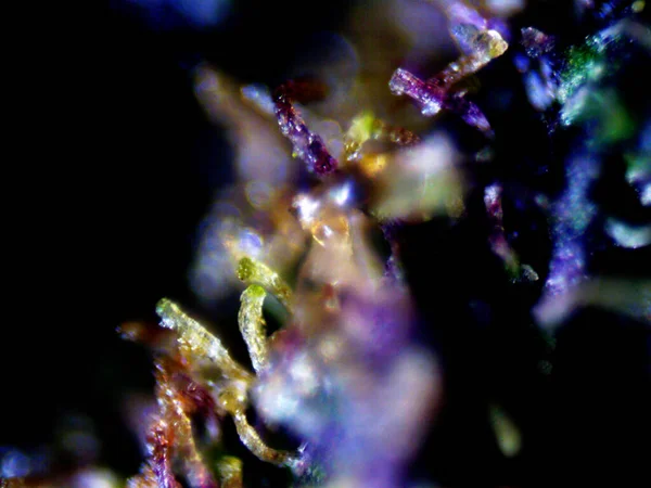 Microscópio Limão Roxo X10 — Fotografia de Stock