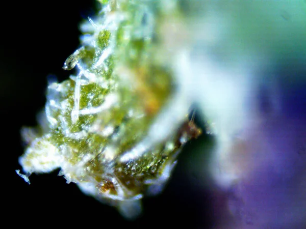 Microscopio Limón Púrpura X10 — Foto de Stock