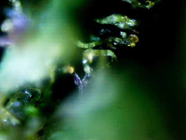 Af紫色柠檬显微镜X10 — 图库照片