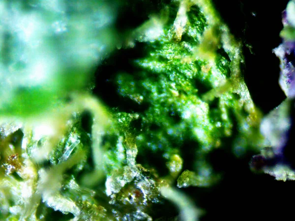 Фіолетовий Мікроскоп Лимона X10 — стокове фото