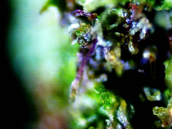 Mor limon mikroskobu x10