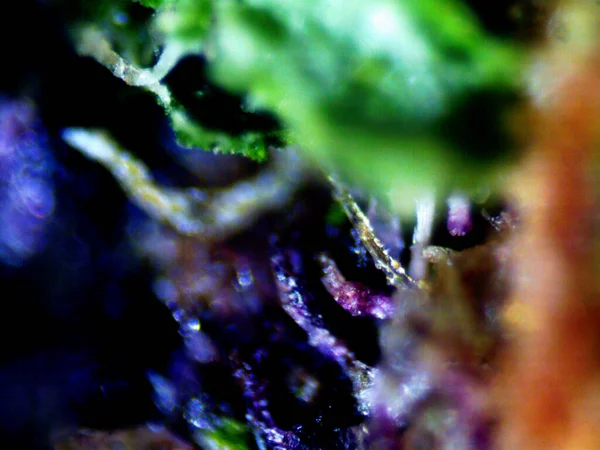Фіолетовий Мікроскоп Лимона X10 — стокове фото