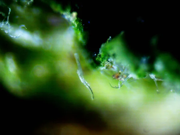 Mor limon mikroskobu x10