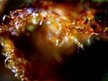 Mor limon mikroskobu x10