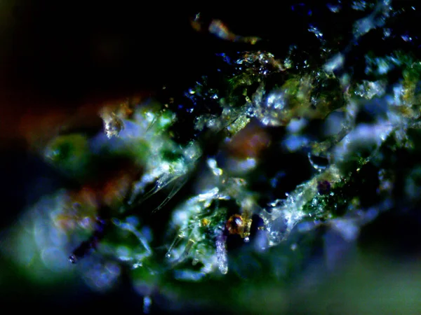보라색 현미경 X10 — 스톡 사진