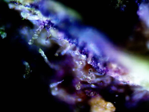 Фиолетовый Лимонный Микроскоп X10 — стоковое фото