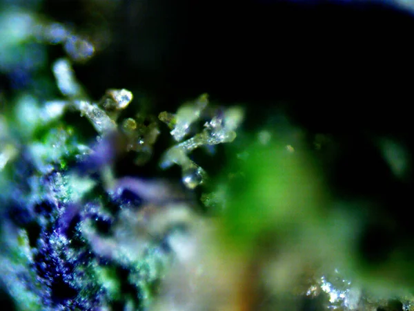 Fioletowy Mikroskop Cytrynowy X10 — Zdjęcie stockowe