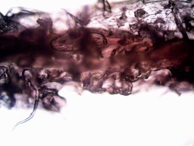 Mor limon fotoğraflı kenevir