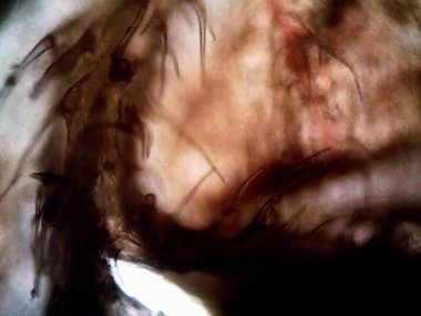 Mor limon fotoğraflı kenevir