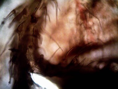 Mor limon fotoğraflı kenevir