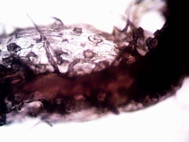 Mor limon fotoğraflı kenevir