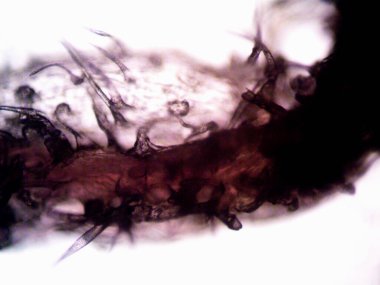 Mor limon fotoğraflı kenevir