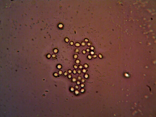 顕微鏡で見た微生物X100 — ストック写真