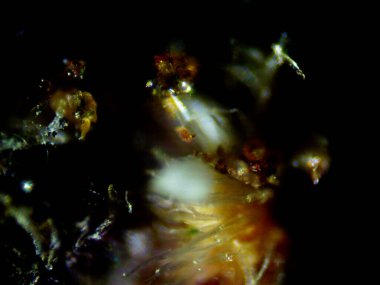 Mor limon fotoğraflı kenevir