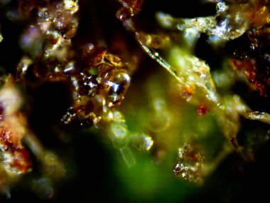 Mor limon fotoğraflı kenevir