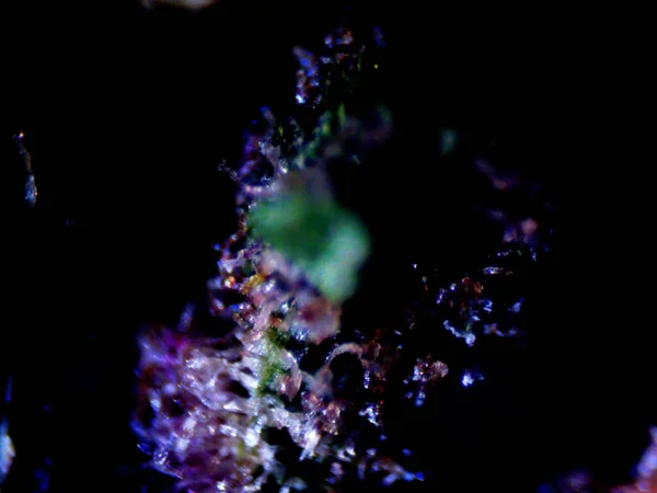 大麻咖啡因紫色柠檬照片 — 图库照片