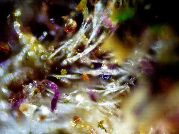 Mor limon fotoğraflı kenevir