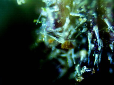 Mor limon fotoğraflı kenevir